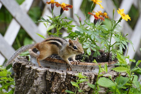 Chipmunk Pest Control