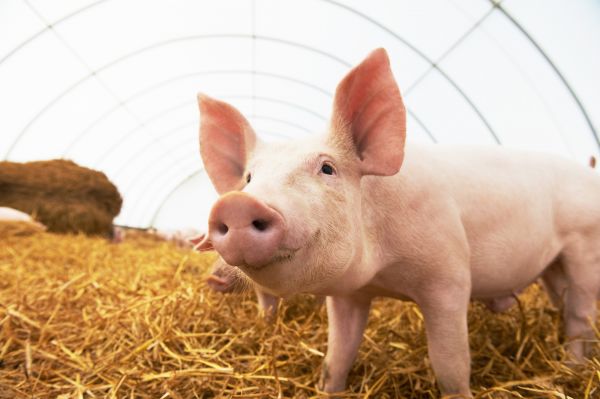 Pig Removal