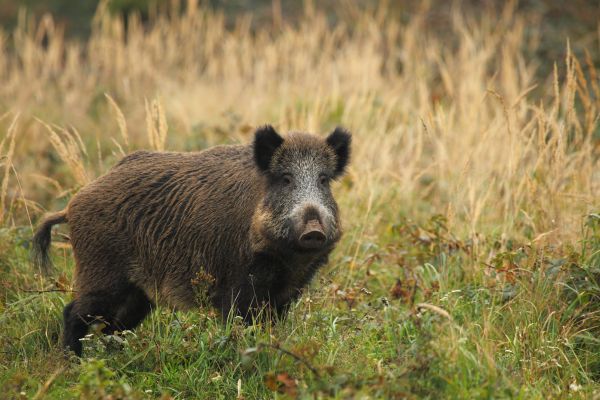 Boar Elimination