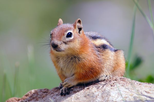Chipmunk Control Service