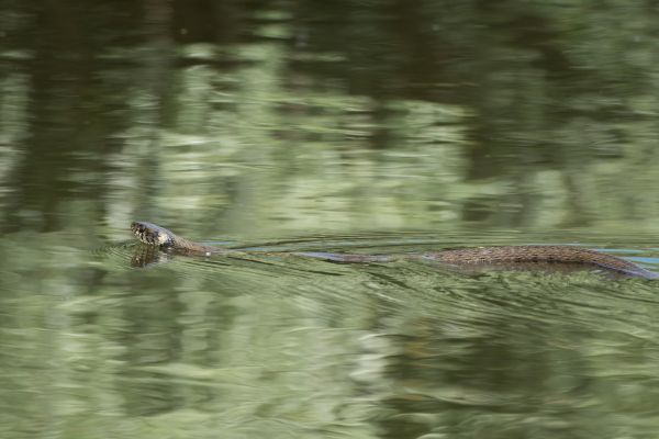 Water Snake Removal