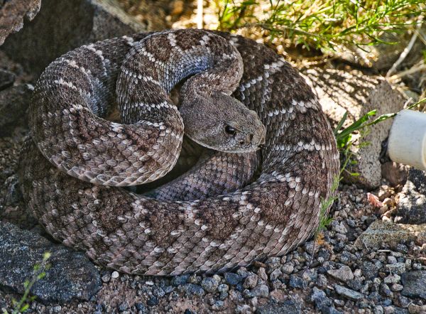 Diamondback Removal
